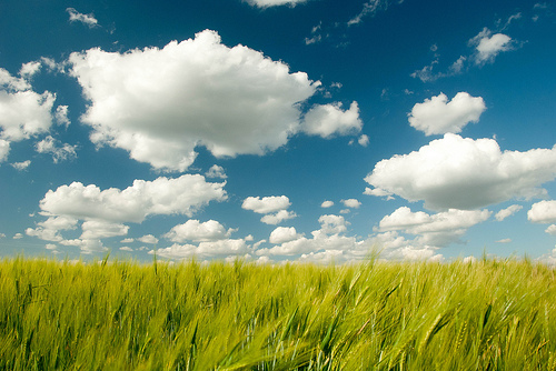 밀밭 위에 떠다니는 새하얀 뭉게구름을 찍은 사진